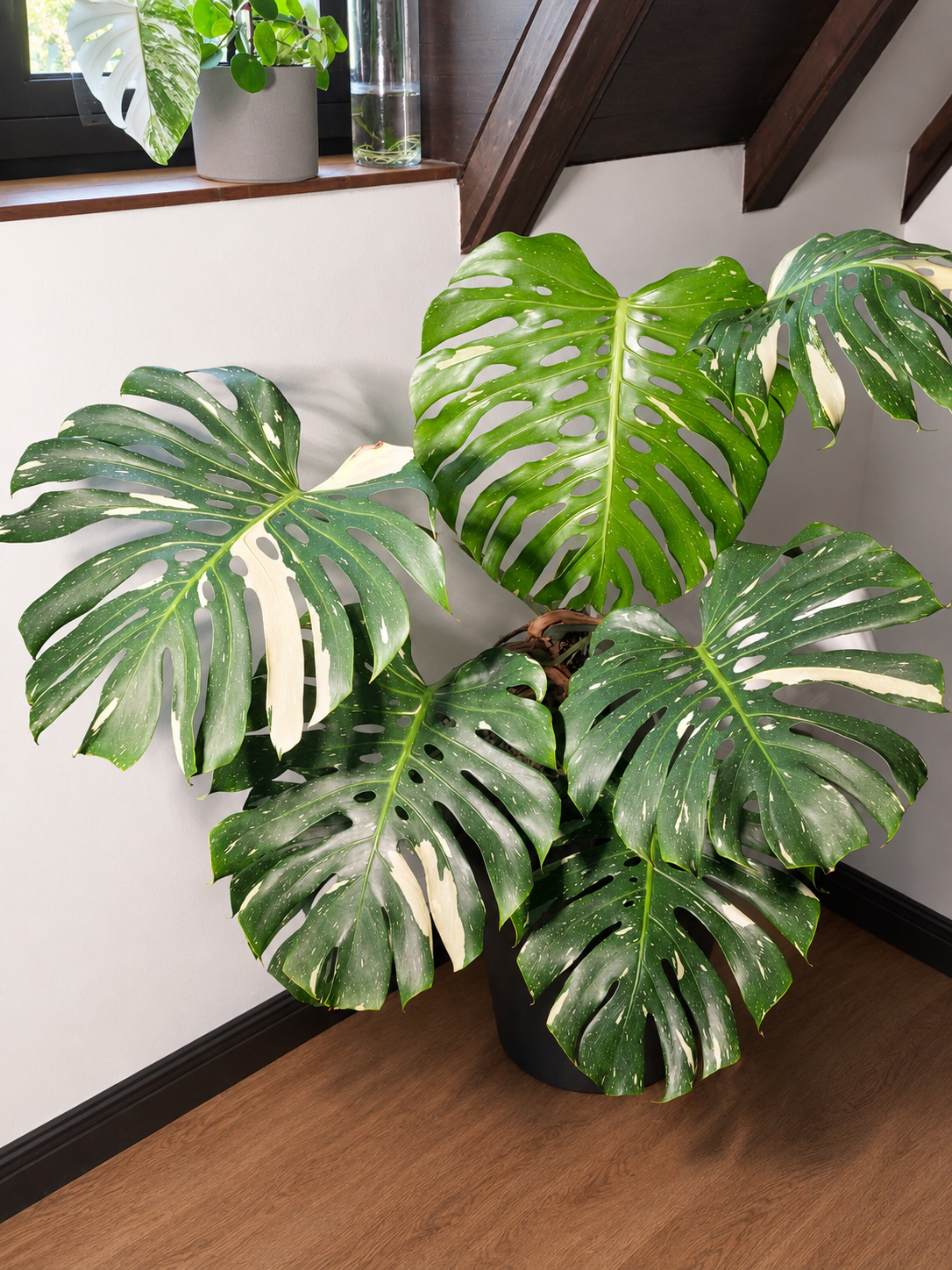 monstera atom 6” Monstera Adansonii Totem Pole – Austin Flower Company main image 1