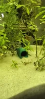 Cachette pour crevettes et poissons d'aquarium — photo 2