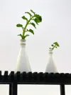 Vase 2 (0.08mm layer, 2 walls, 15% infill)