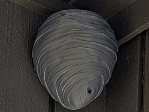 Wasp Nest Decoy - Wall mount