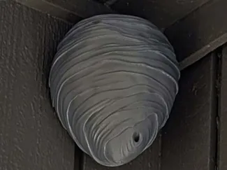 Wasp Nest Decoy - Wall mount