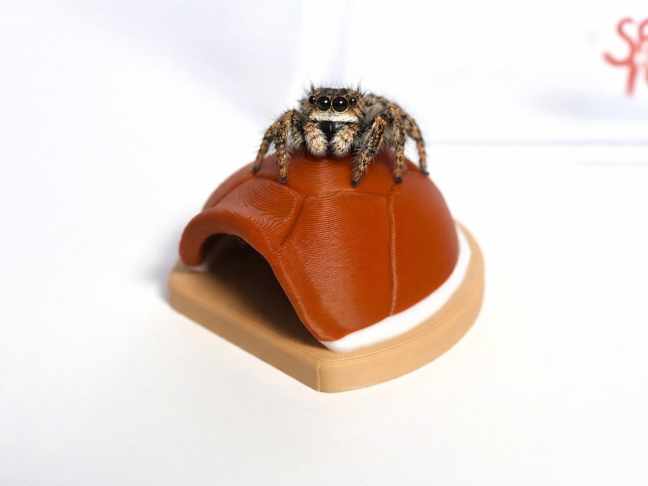 Jumping spider turtle shell hide