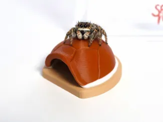 Jumping spider turtle shell hide