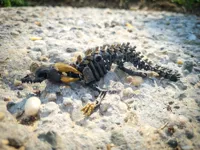 Dragon squelette articulé sans ailes — photo 2