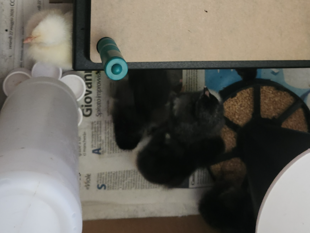 Chicken and chick feeder. Holds 1.3 kg
