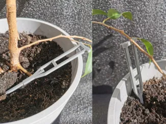 Plant Crutches