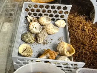 寄居蟹换壳盆或食盆