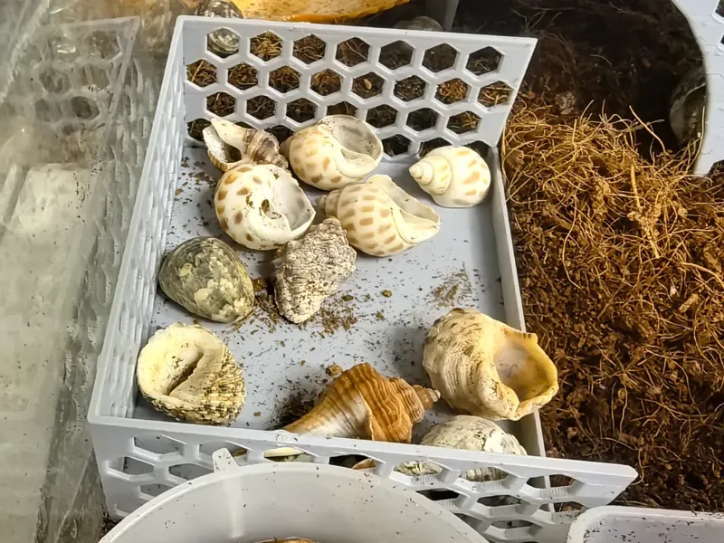 寄居蟹换壳盆或食盆