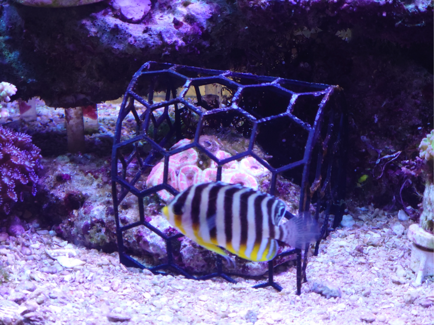 Coral Protection Dome