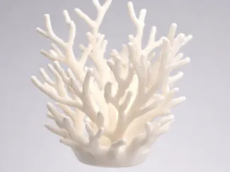 CORAL ORGANICO