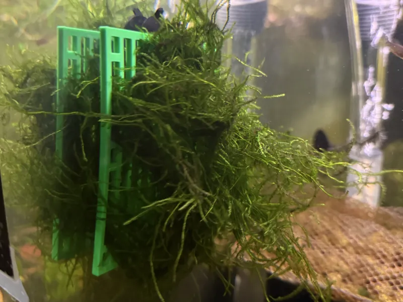 Aquarium Hanging Moss Wall