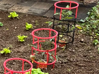 Tomatoes Holder