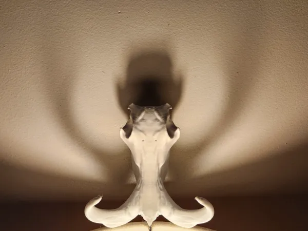 https://makerworld.bblmw.com/makerworld/model/USe89837b1cf9d75/design/2025-02-22_97a7f0bff1272.jpg
