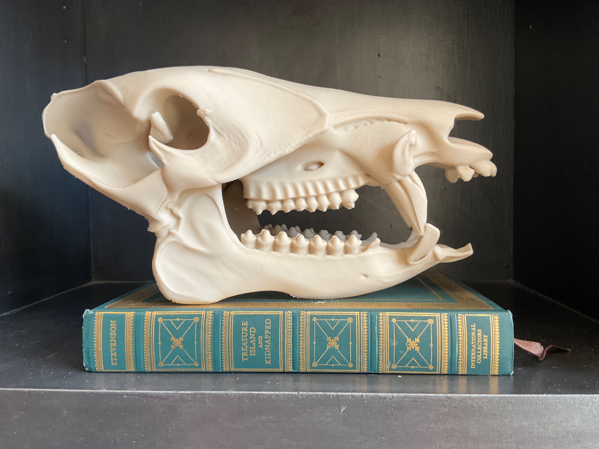 Wild Boar Skull
