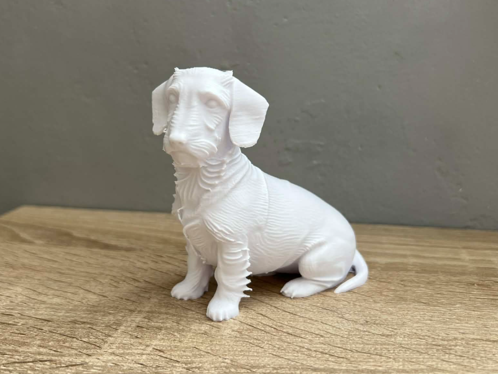 Sitting Wire-Haired Dachshund - Dog - Animal