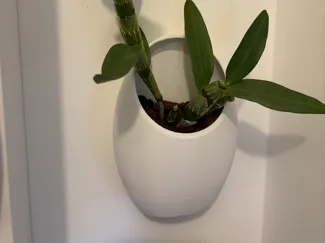 Hanging Orchid/Plant Pot