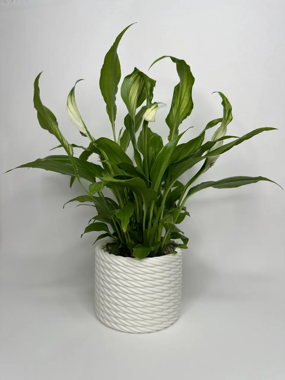 Rope Planter view 2