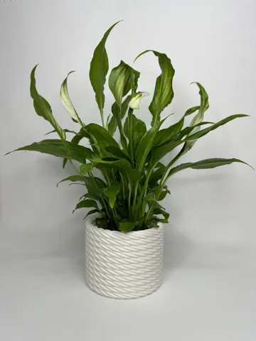 Rope Planter view 2