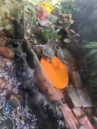 Mangeoire pour tortue semi-aquatique — photo 2