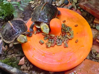 半水龟喂食器