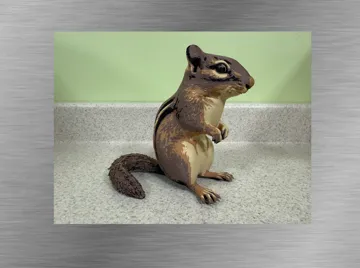 Figura decorativa: Chipmunk -Ultra-realistic Figure — vista de referencia 4