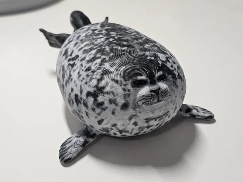 Foca rotonda