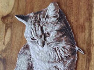 Katze Britisch Kurzhaar Hueforge