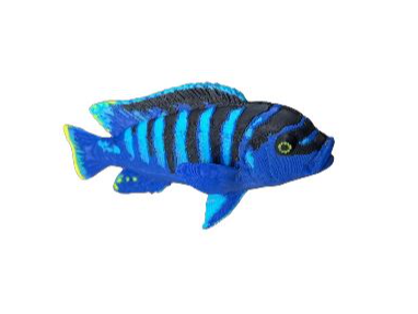 Maylandia fainzilberi 3D model