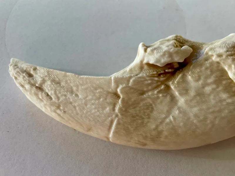 Megalonyx leptostomus Cope