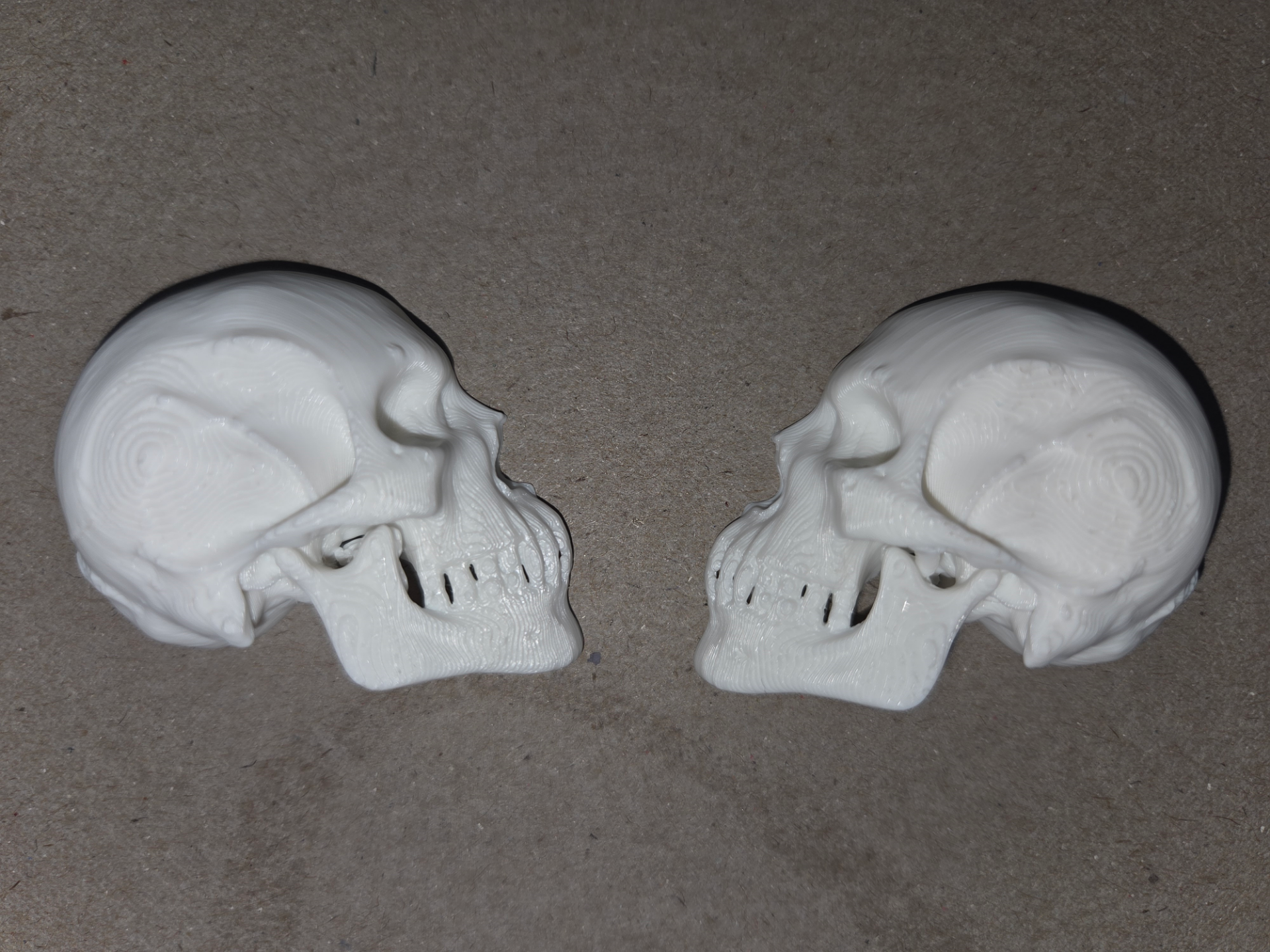 Small Human Skull Halved