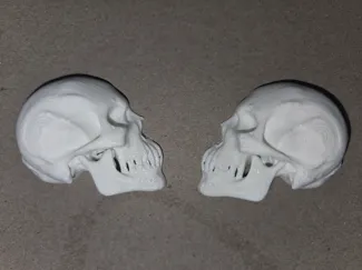 Small Human Skull Halved