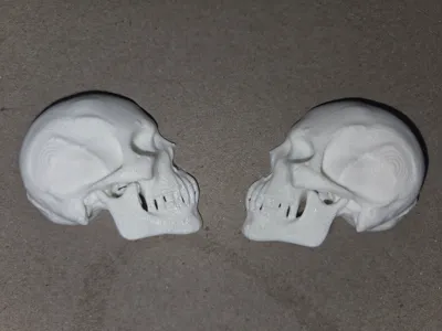Small Human Skull Halved