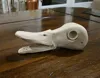 Gadwall Drake Open Mouth