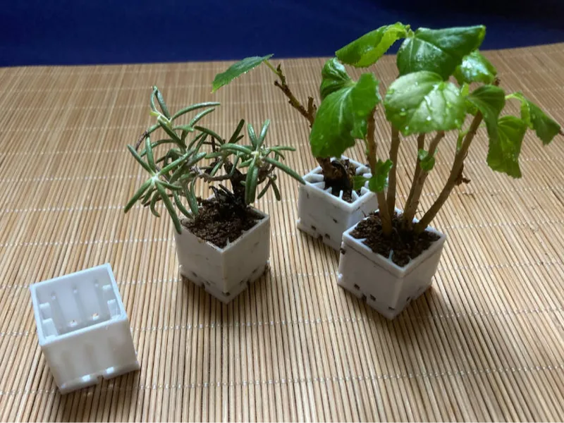 参数化豆盆栽植物培养盆