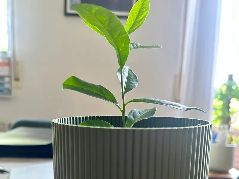 Planter with Ribs