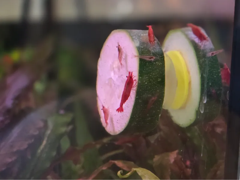 Vegetable holder for aquarium