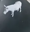 Smiling Donkey