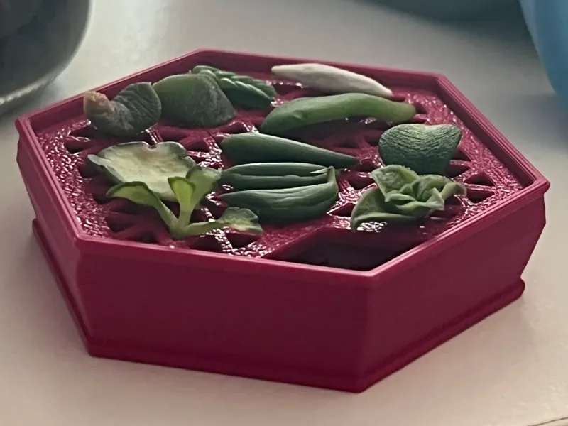 Micro Succulent Propagation Tray