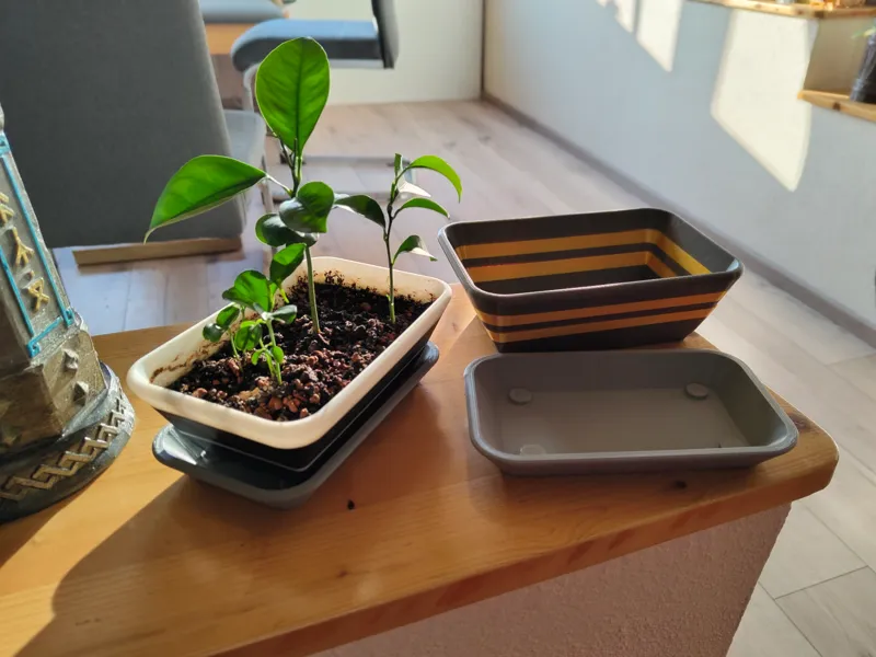 Bonsai