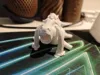 Print in Place, 0.2mm layer, 2 walls, 15% infill