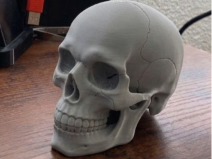 HUMAN SKULL