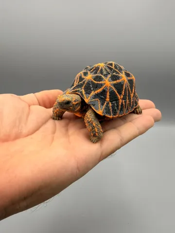 Adorno temático: Star Tortoise — vista de referencia 3