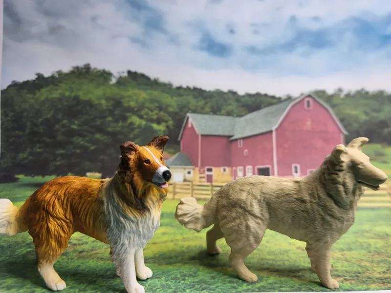 dog Colli lassie
