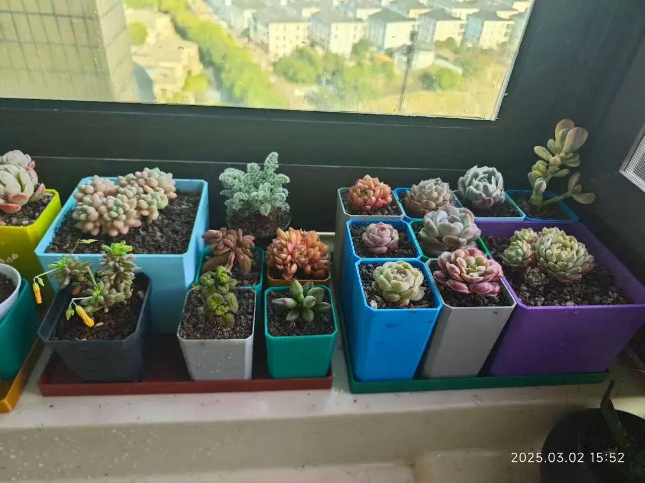 Miniatura 8 do modelo 3D 育苗杯多肉花盆及集水盘