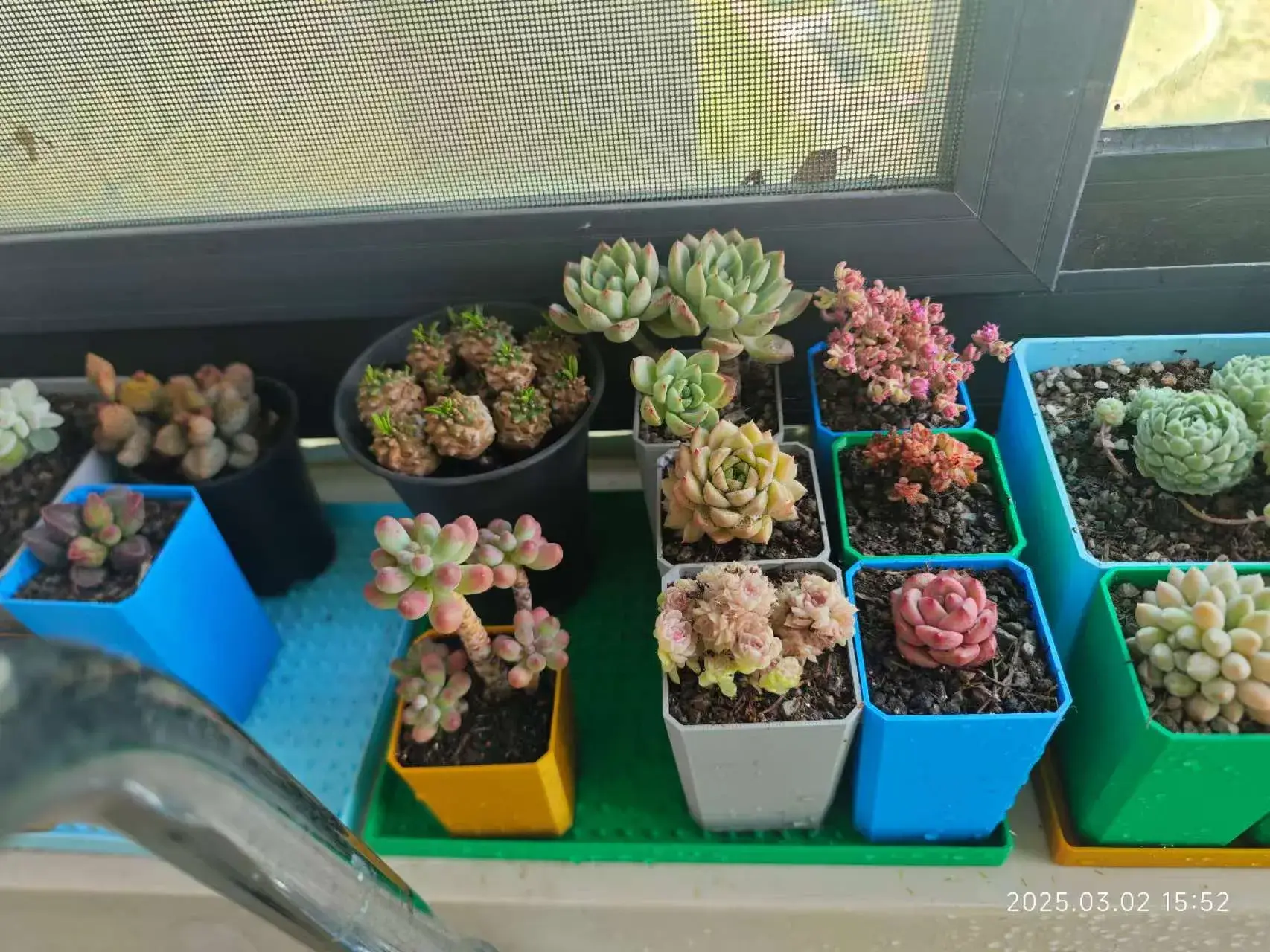 Miniatura 9 do modelo 3D 育苗杯多肉花盆及集水盘