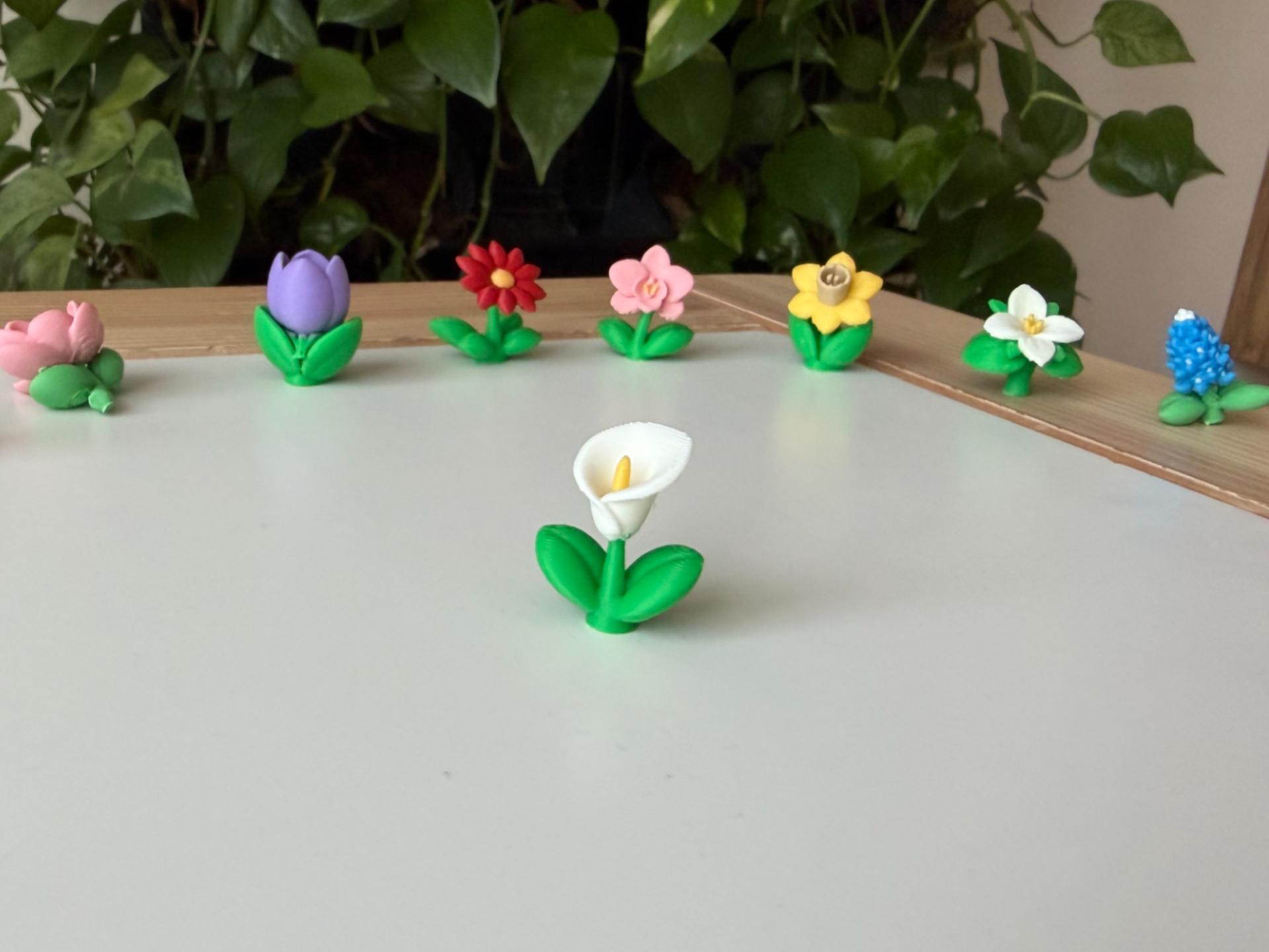 Calla Lily
