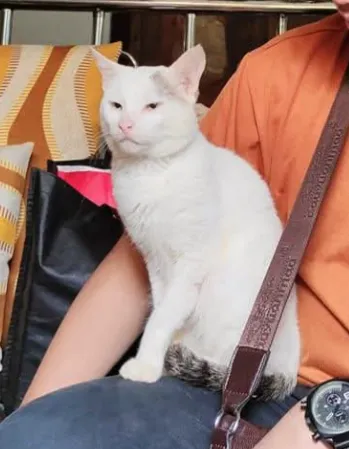 Siopao view 2