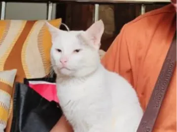 Siopao