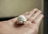 Creator's optimized version smooth surface Print in Place no supports