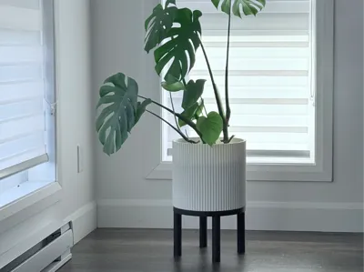Elevate your indoor jungle—with style